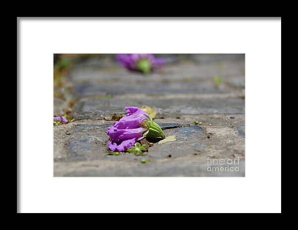 Purple Framed Print featuring the photograph Aged in Purple and Blue by Suzanne Oesterling
