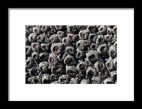 Aggregating Anemones Framed Print featuring the photograph Aggregating Anemones by Christy Pooschke