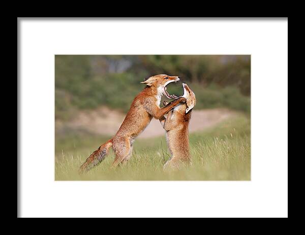 Red Fox Framed Print featuring the photograph Agreeing to Disagree - Fox Fight by Roeselien Raimond