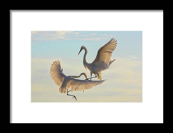 Great Egret Framed Print featuring the photograph Air Dance by HH Photography of Florida