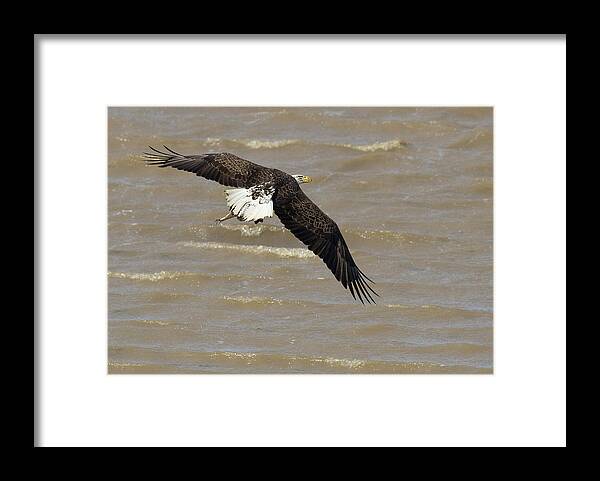 Eagle Framed Print featuring the photograph Air Waves by Art Cole