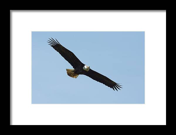Darin Volpe Wildlife Framed Print featuring the photograph Airborne - Bald Eagle at Kalifornsky, Alaska by Darin Volpe