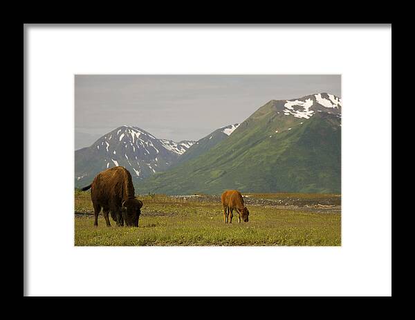 Alaska Framed Print featuring the photograph ALASKA Bison cow and calf by Julian Wicksteed