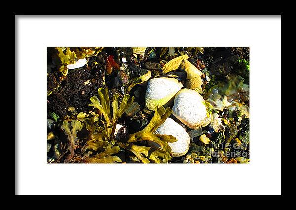 Ketchikan Framed Print featuring the photograph Alaska clams by Laurianna Taylor