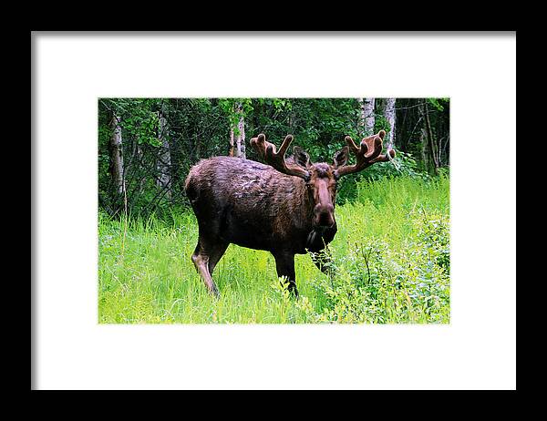Alaska Framed Print featuring the photograph Alaska Moose by DiDesigns Graphics