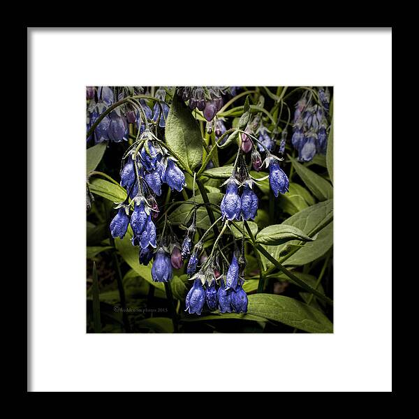 Wildflower Framed Print featuring the photograph Alaskan Bluebell by Fred Denner