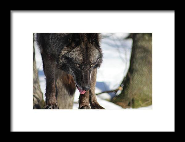 Wolf Framed Print featuring the photograph Alaskan Tundra Wolf by Azthet Photography