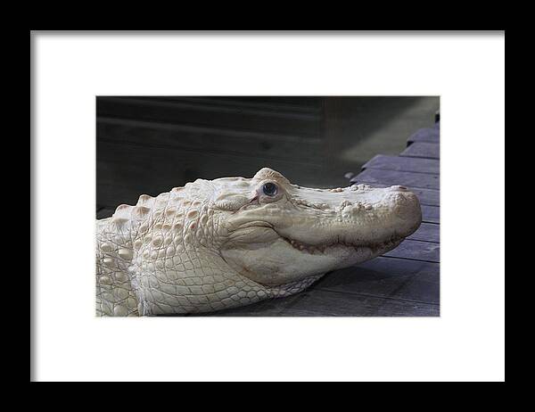  Framed Print featuring the photograph Albino Gator by Jeanne Andrews