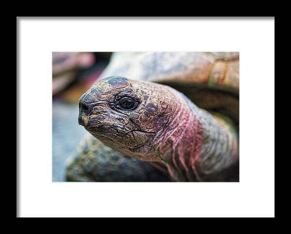 Aldabara Framed Print featuring the photograph Aldabra Tortoise - Madison Zoo by Steven Ralser