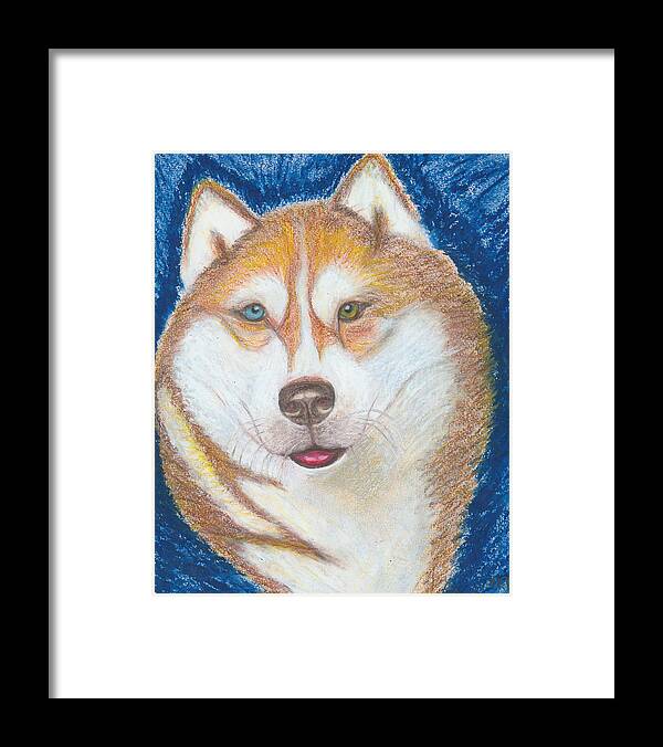 Drawing Framed Print featuring the drawing Alek the Siberian Husky by Ania M Milo