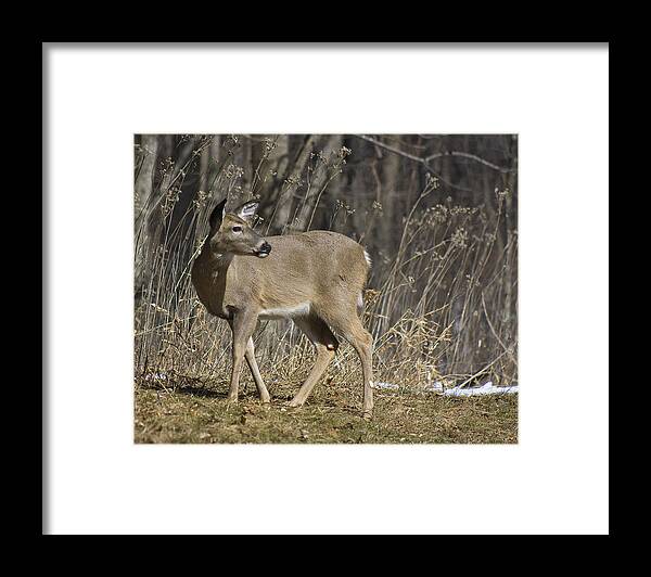 Deer Framed Print featuring the photograph Alert by Alan Raasch