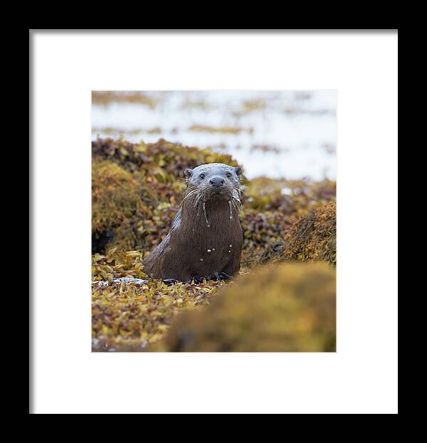 Otter Framed Print featuring the photograph Alert Female Otter by Pete Walkden