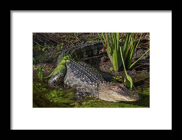 Gator Framed Print featuring the photograph Algae Gator by Arthur Dodd