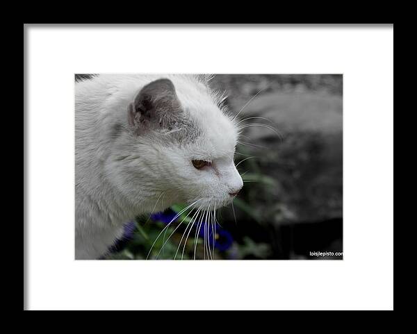 Cat Framed Print featuring the photograph Alice by Lois Lepisto