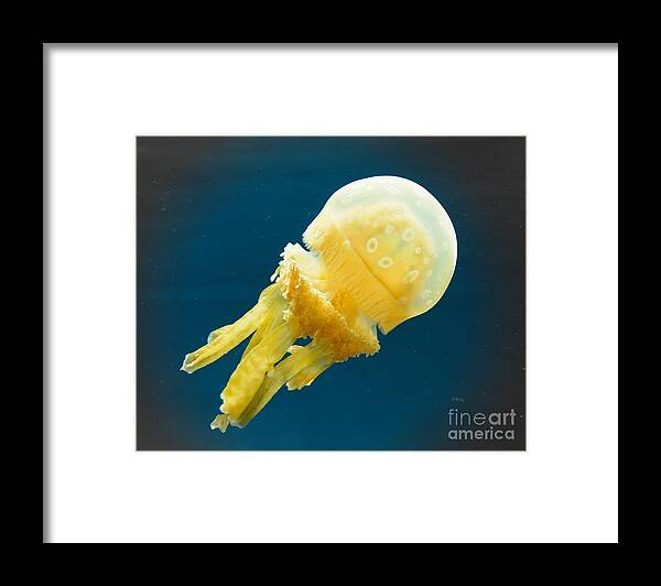 Alien Jelly Framed Print featuring the photograph Alien Jelly by Patrick Witz