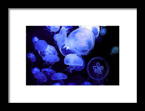 Jellyfish Framed Print featuring the photograph Alien by Mitch Cat