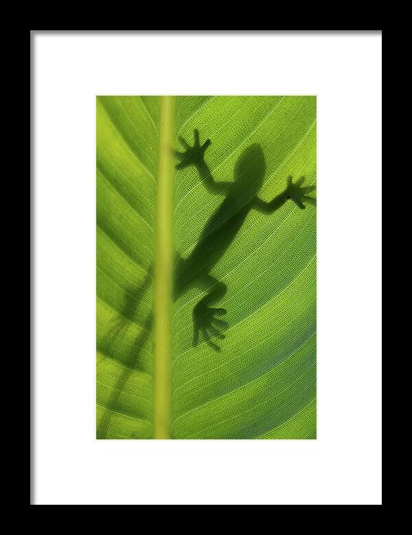Leaf Framed Print featuring the photograph Alive by Dan Holm