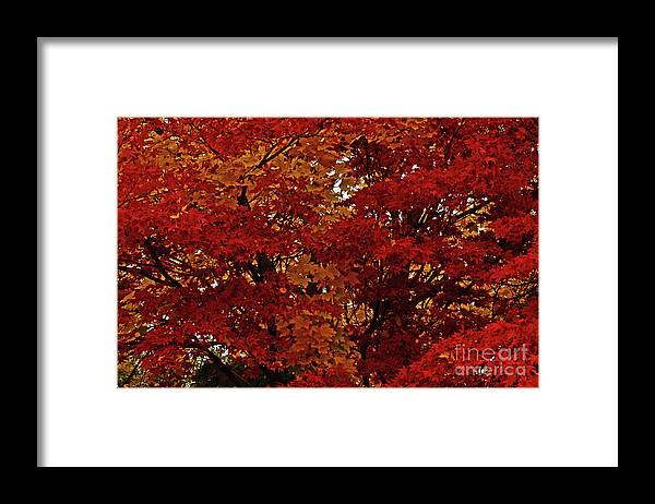 Art For The Wall...patzer Photography Framed Print featuring the photograph All About Maple by Greg Patzer