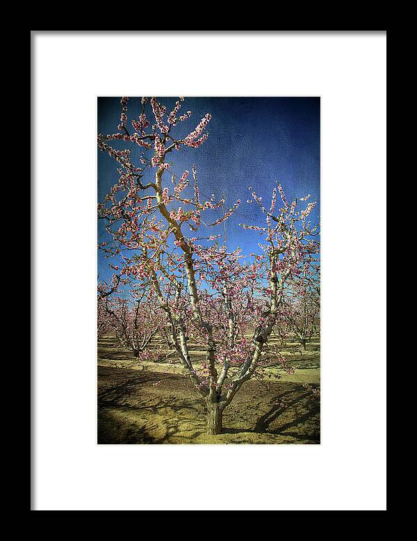 Fresno Blossom Trail Framed Print featuring the photograph All Good Things by Laurie Search