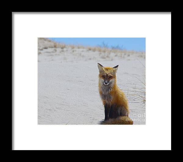 Red Fox Framed Print featuring the photograph All grown up by Amazing Jules