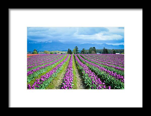 Clouds Framed Print featuring the photograph All in Neat Rows by Ronda Broatch