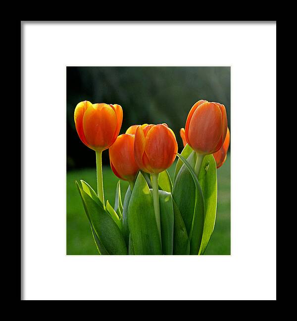 Tulip Framed Print featuring the photograph All Together by Melanie Moraga
