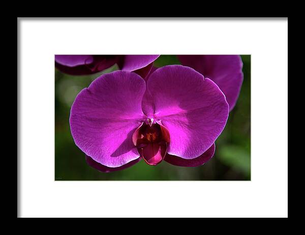 Allan Framed Print featuring the photograph Allan Gardens Orchid by Ross Henton