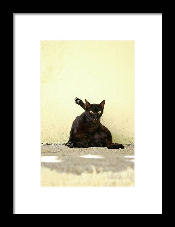 Cat Framed Print featuring the photograph Alley Cat by Becqi Sherman