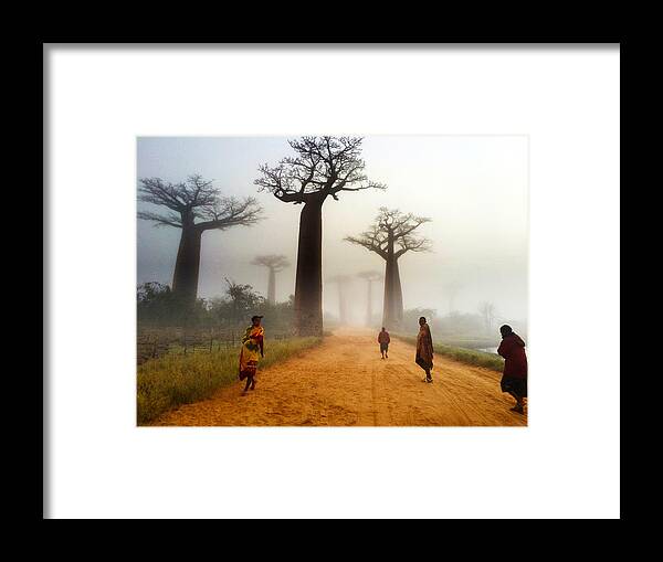 Madagascar Framed Print featuring the photograph Alley of the Baobab by Matt Cohen