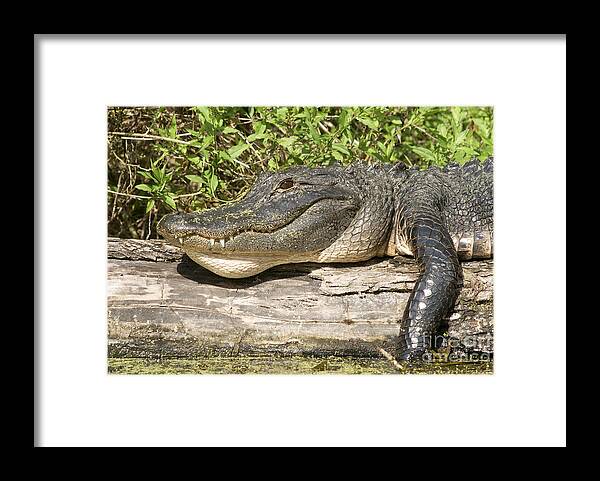 Reptile Framed Print featuring the photograph Alligator Sun Tan by Jack Norton