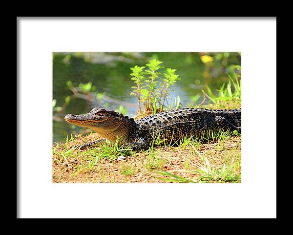 Alligator Framed Print featuring the photograph Alligator by Susan Cliett