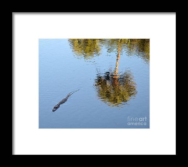 Alligator Framed Print featuring the photograph Alligator Swimming in a Pond by Catherine Sherman
