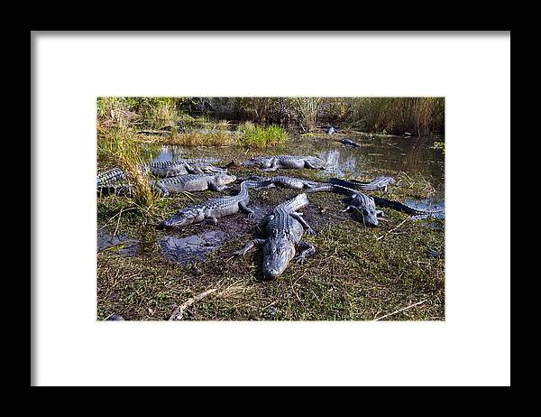 Nature Framed Print featuring the photograph Alligators 280 by Michael Fryd