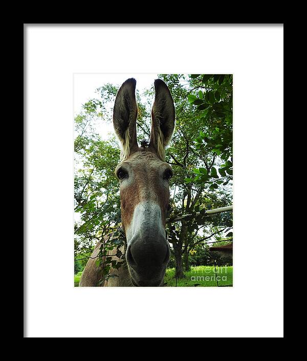 Donkey Framed Print featuring the photograph Almost A Horse by Jan Gelders
