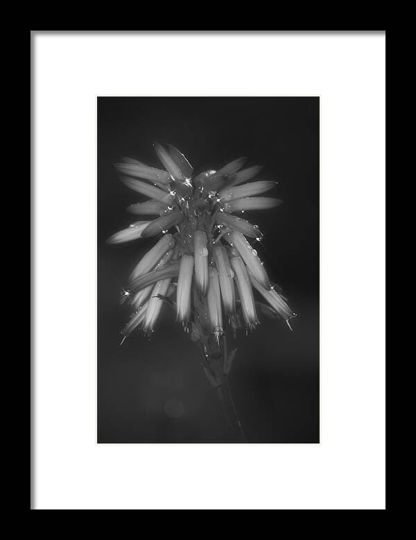 Aloe Framed Print featuring the photograph Aloe bloosom by Alexander Rozinov