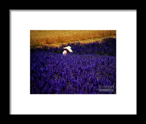 Lavender Framed Print featuring the photograph Alone Not Lonely by Lainie Wrightson