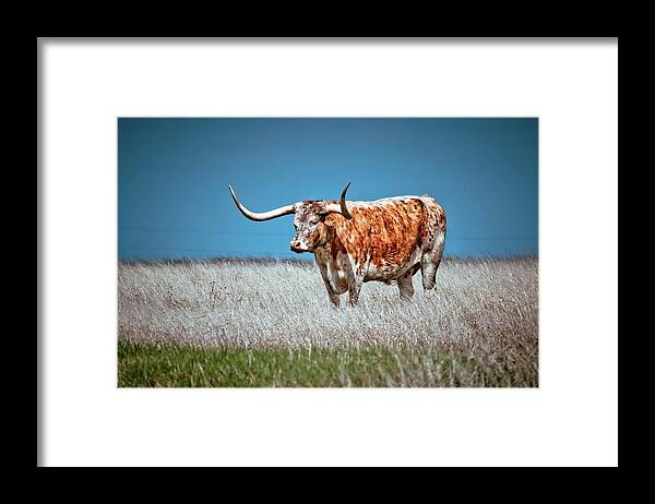 Longhorn Framed Print featuring the photograph Alone on the Trail by Linda Unger
