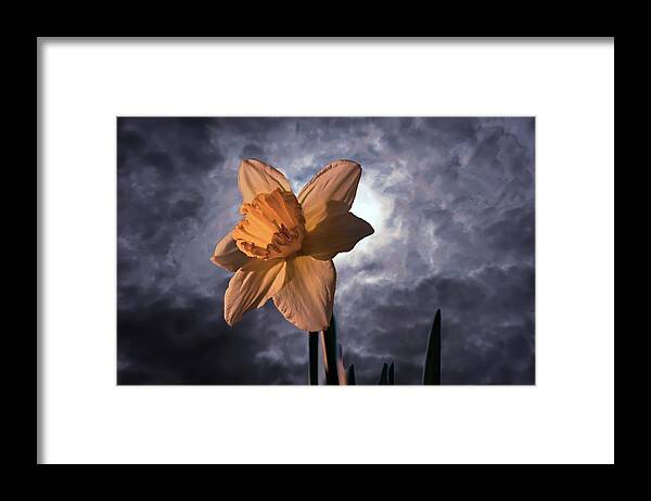 Daffodil; Flower; Yellow: Stormy; Stormy Sky: Framed Print featuring the photograph Alone by Roseann Errigo