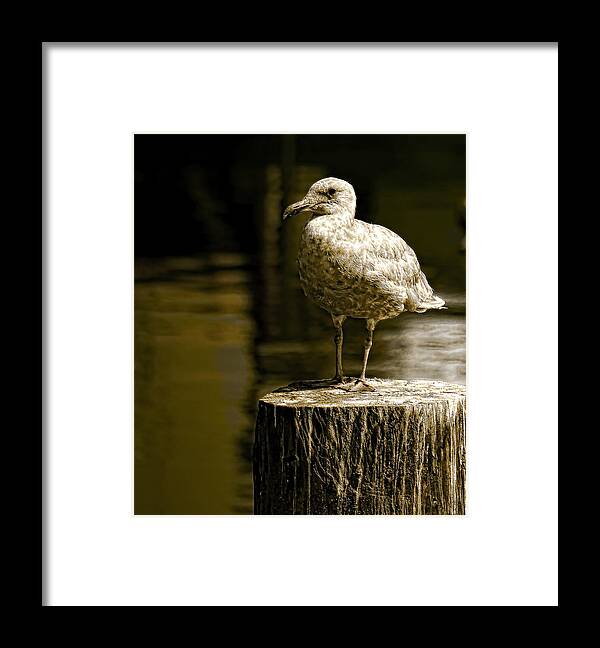 Wildlife Framed Print featuring the photograph Alone by Wayne Enslow