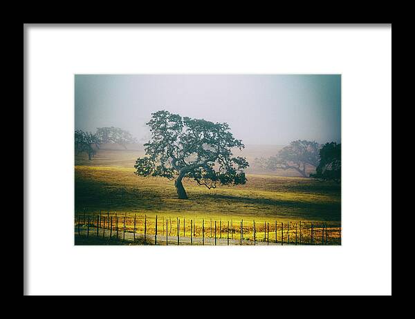  Framed Print featuring the photograph Along The Path by Mike Trueblood