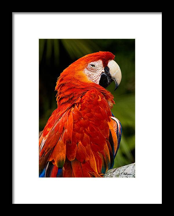 Bird Framed Print featuring the photograph Aloof In Red by Christopher Holmes
