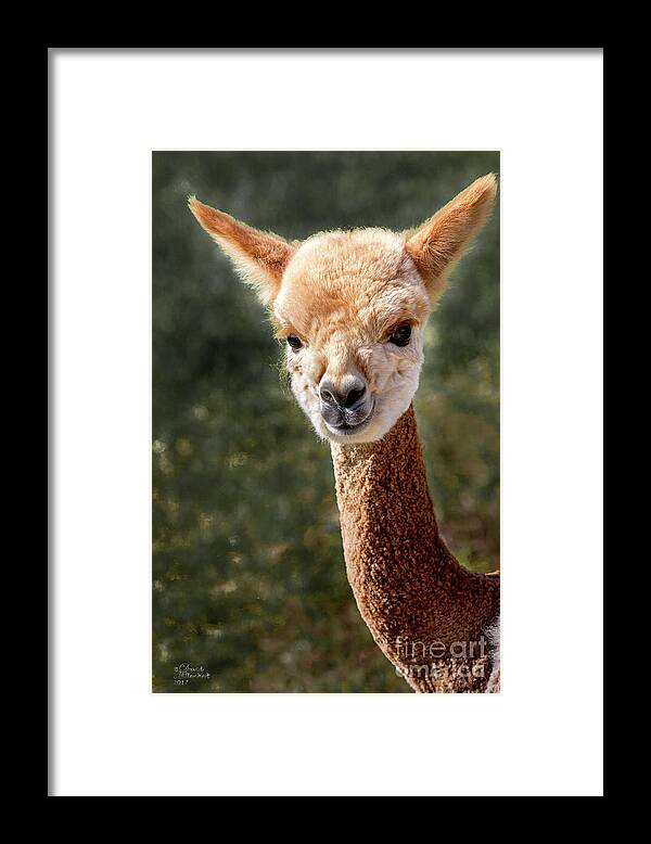Alpaca Framed Print featuring the photograph Alpaca by David Millenheft