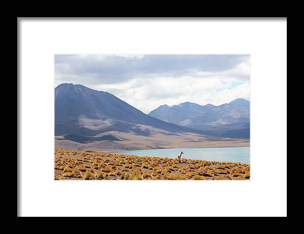 Alpaca Framed Print featuring the photograph Alpaca by Happy Home Artistry