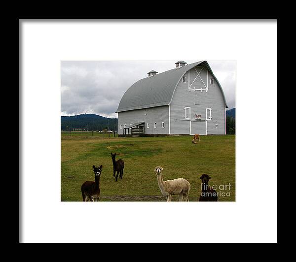 Art For The Wall...patzer Photography Framed Print featuring the photograph Alpacas by Greg Patzer