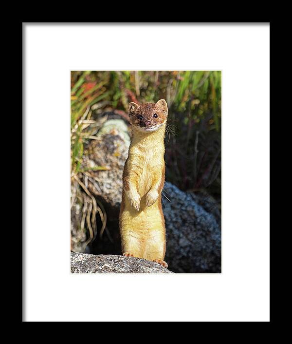 Long-tailed Weasel Framed Print featuring the photograph Alpine Tundra Weasel #3 by Mindy Musick King