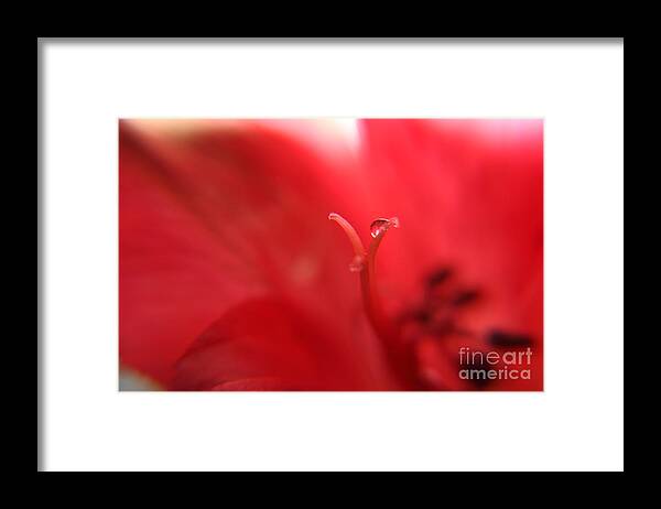 Abstract Photo Framed Print featuring the photograph Alstromeria Abstract by Kelly Holm