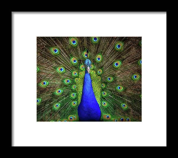 Peacocks Framed Print featuring the photograph Always Colorful by Elaine Malott