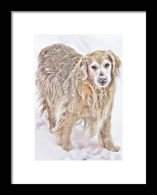 Pets Framed Print featuring the photograph Always by Rhonda McDougall