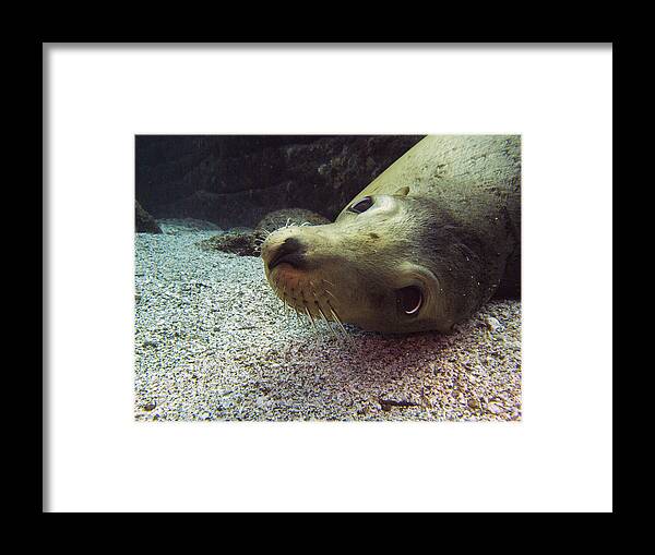 Underwater Framed Print featuring the photograph Am I cute? asks the sea lion by Matt Swinden