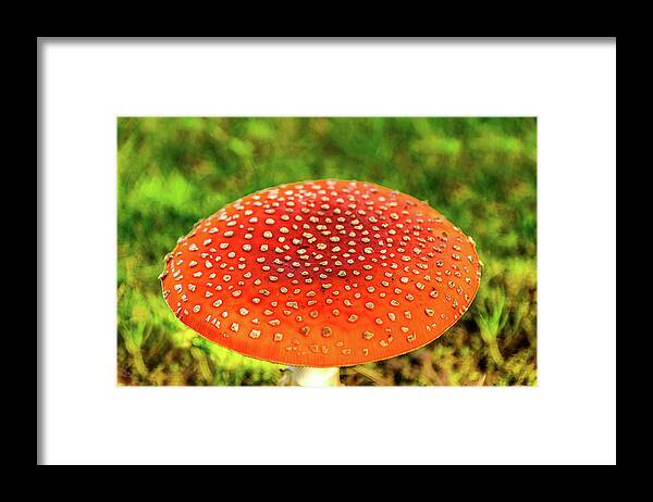 Mushroom Framed Print featuring the photograph Amanita Mushroom by Jerry Cahill